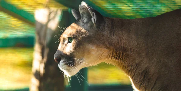 Cougar Perfil Para Una Pancarta Con Hermoso Fondo — Foto de Stock