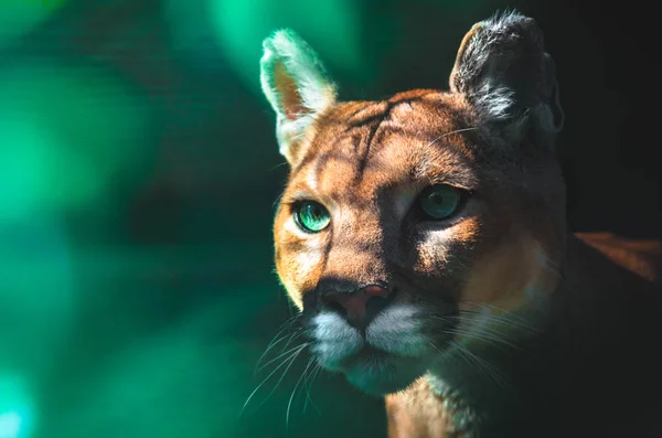 Retrato Puma Sobre Fondo Oscuro — Foto de Stock