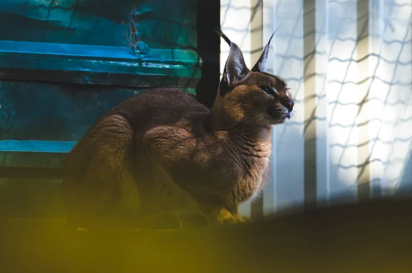 Seated caracal in a peaceful pose