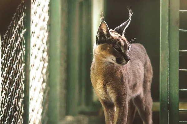 Caracal Berçário Uma Bela Luz Cacau — Fotografia de Stock