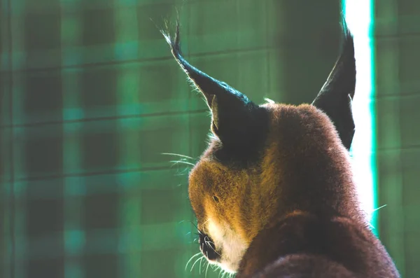 Caracal Back Dark Colors Caracal Neck — Stock Photo, Image