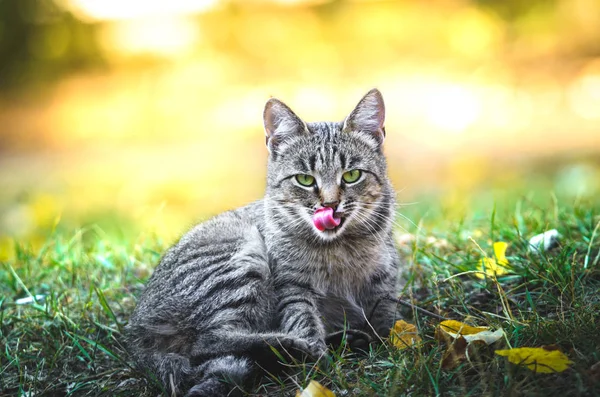 Myjnia Kot Jesiennym Tle Ulicy — Zdjęcie stockowe