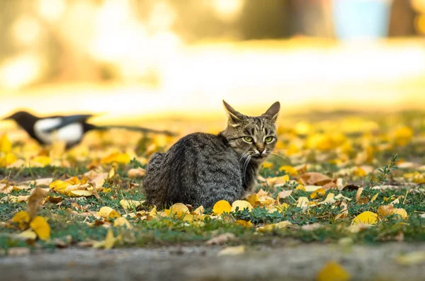 Gato Caça Magpie Dia Outono Brilhante — Fotografia de Stock