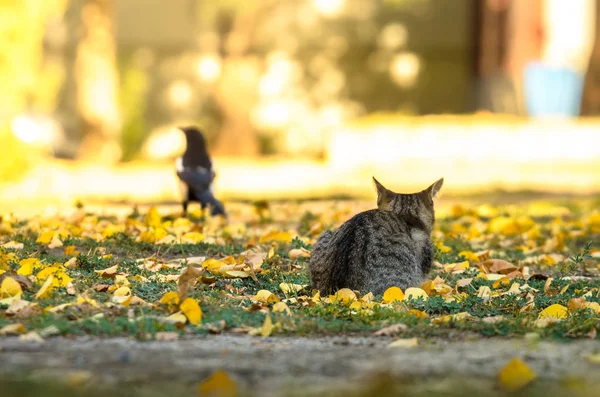 Kočka Loví Straka Jasného Podzimního Dne — Stock fotografie