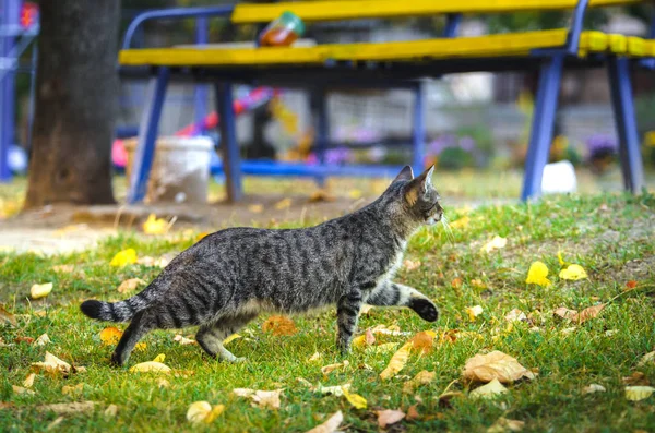 Cat Sneaks Street Autumn Leaves Ground — Stock Photo, Image