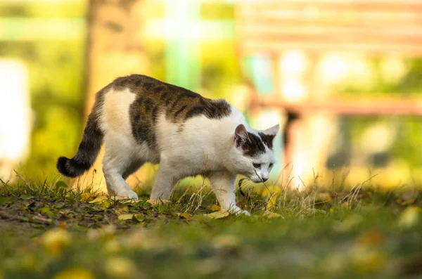 Katzenjagd Einem Goldenen Herbsttag — Stockfoto