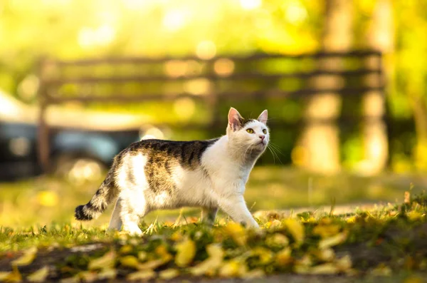 Katze Goldenen Herbstfarben Auf Der Straße — Stockfoto