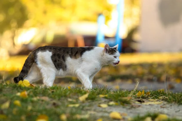 Caça Gato Dia Outono — Fotografia de Stock