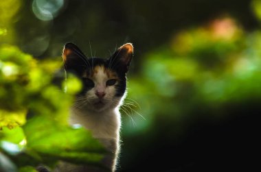 Koyu yeşil arka planda kedi siluetleri
