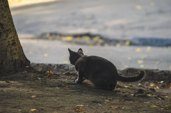 Kat Een Lopende Houding — Stockfoto