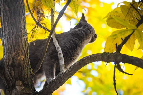 Gato Uma Árvore Olha Para Cima Belas Cores Outono — Fotografia de Stock