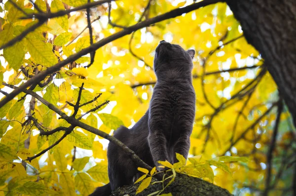 Gato Árbol Mira Hacia Arriba Hermosos Colores Otoñales —  Fotos de Stock