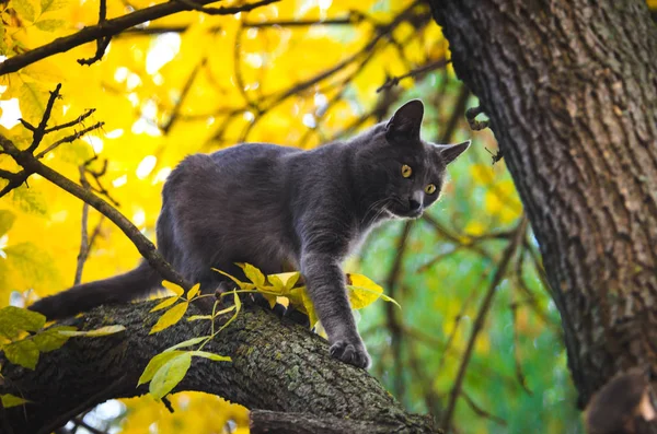 Осенняя Кошка Высоко Дереве — стоковое фото