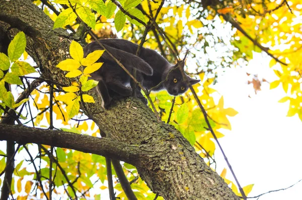 Autumn Cat High Tree Yellow Leaves — Stock Photo, Image