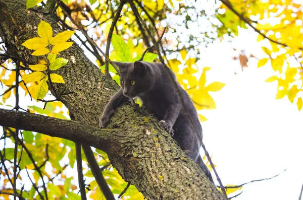 Gato Cai Uma Árvore Garras Seu Tronco — Fotografia de Stock