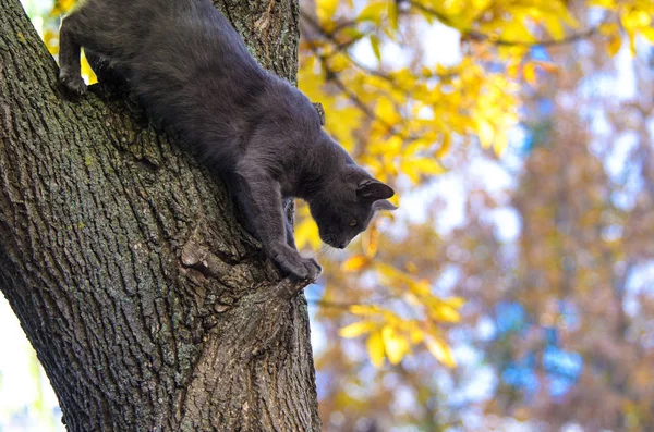 Die Katze Klettert Auf Einem Baumstamm Der Stadt Auf Einem — Stockfoto