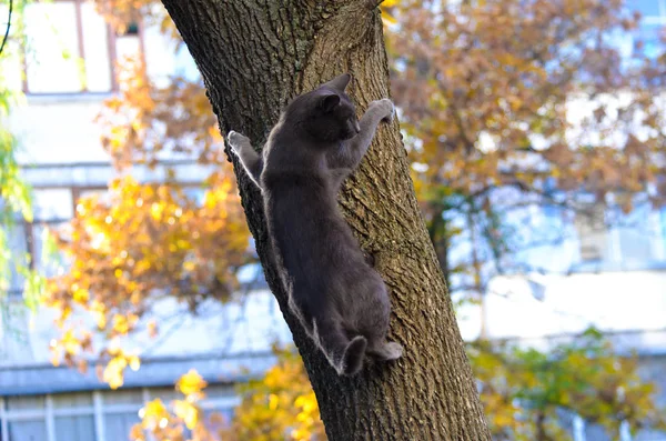Γάτα Σκαρφαλώνει Κορμό Δέντρου Στην Πόλη Ένα Όμορφο Φθινοπωρινό Φόντο — Φωτογραφία Αρχείου