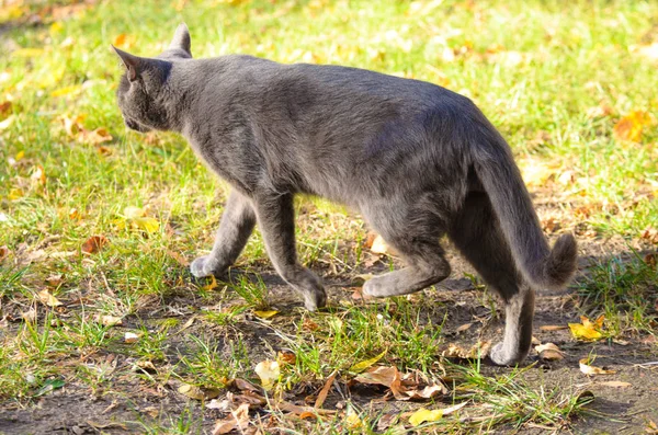 Full Length Cat Sneaks Autumn Leaves — Stock Photo, Image