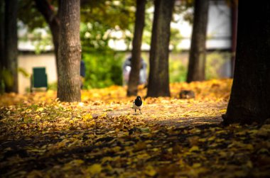 Ağaçların ve sonbahar yapraklarının yanındaki küçük saksağan.