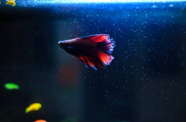 Akvaryumda mavi renkli horoz balığı, parlak siluet ve kontür