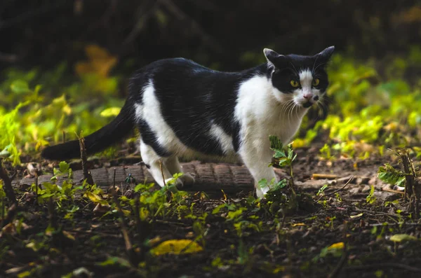 Gato Preto Branco Outono Fundo Brilhante Com Grama — Fotografia de Stock