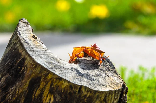 Ein Blatt Auf Einem Baumstumpf Leuchtet Durch Das Herbstlicht — Stockfoto