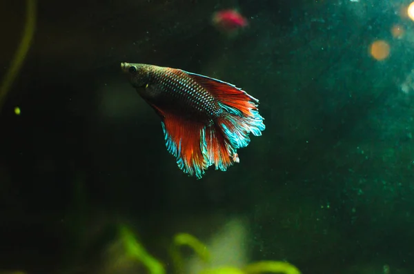 Cockerel Fish Aqua Color Aquarium Glowing Silhouette Contour — Stock Photo, Image