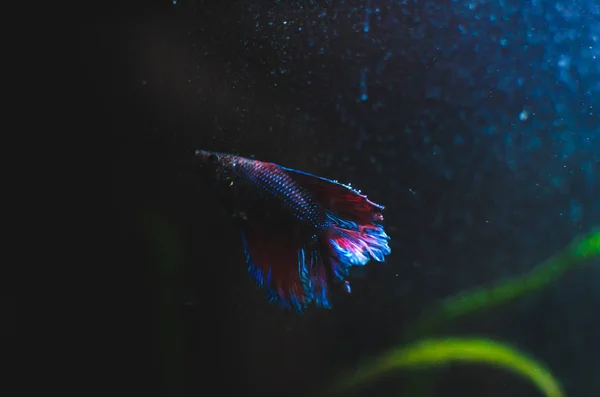 Cockerel Fish Blue Color Aquarium Glowing Silhouette Contour — Stock Photo, Image