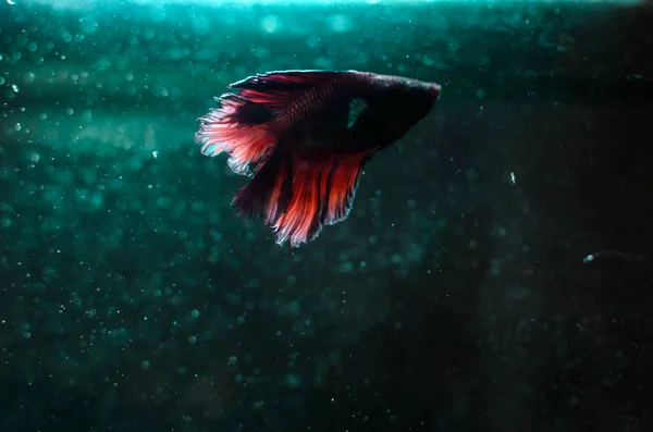 Cockerel Fish Aqua Color Aquarium Glowing Silhouette Contour — Stock Photo, Image