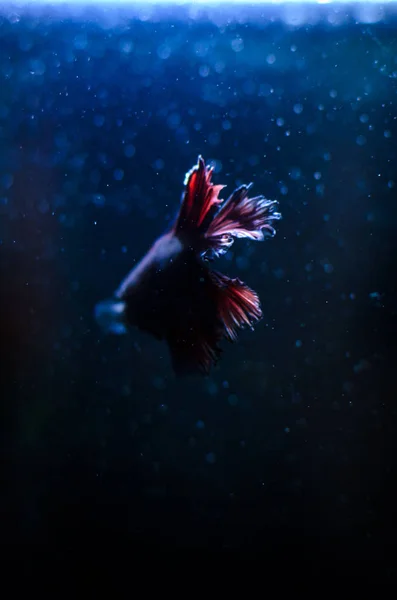 水族館の青い色のコッカレル魚 輝くシルエットと輪郭 垂直方向の写真 — ストック写真