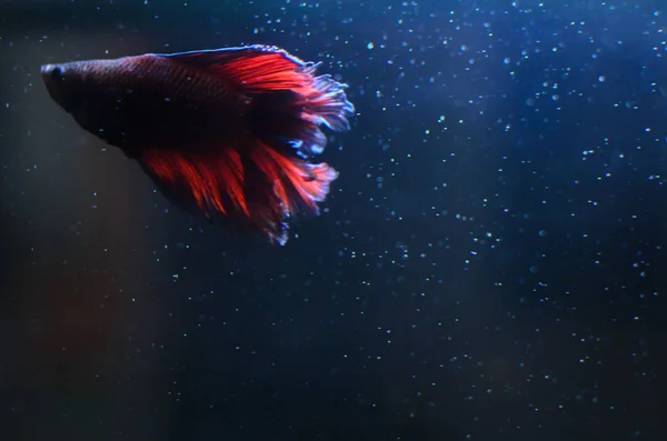 Cockerel Fish Couleur Bleue Aquarium Silhouette Contour Lumineux — Photo