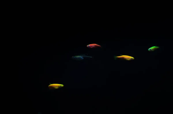 Little Colorful Fish Completely Black Background — Stock Photo, Image