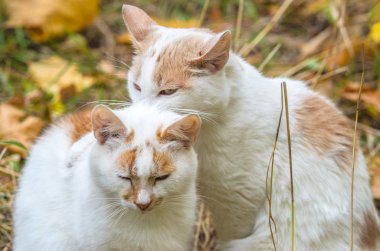 Kedi başka bir kediyi boynundan ısırdı.