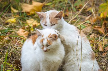 Kedi başka bir kediyi boynundan ısırdı.