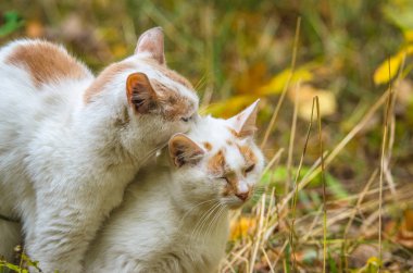 Kedi başka bir kediyi boynundan ısırdı.