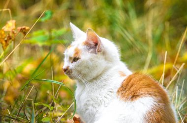 Doymuş bir sonbahar arka planında huzurlu bir kedi