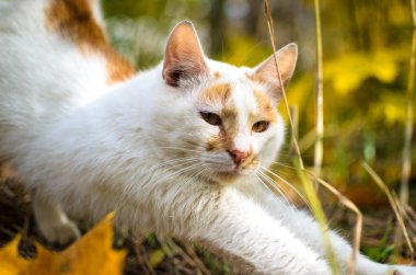 Kedi çim arka planda yakın fotoğraf gerer
