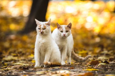 Kedi sonbahar arka planında kediye bakar.