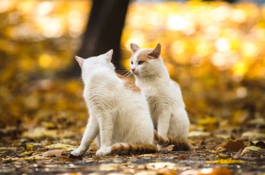 Kedi sonbahar arka planında kediye bakar.