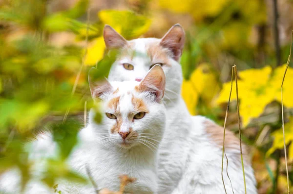İki özdeş kedi sık otların arasında