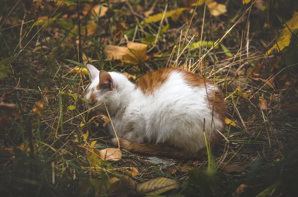 뒤섞인 초원에 고양이 — 스톡 사진