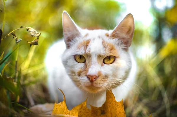 Γάτα Μυρίζει Ένα Φθινοπωρινό Φύλλο Και Κοιτάζει Την Κάμερα — Φωτογραφία Αρχείου
