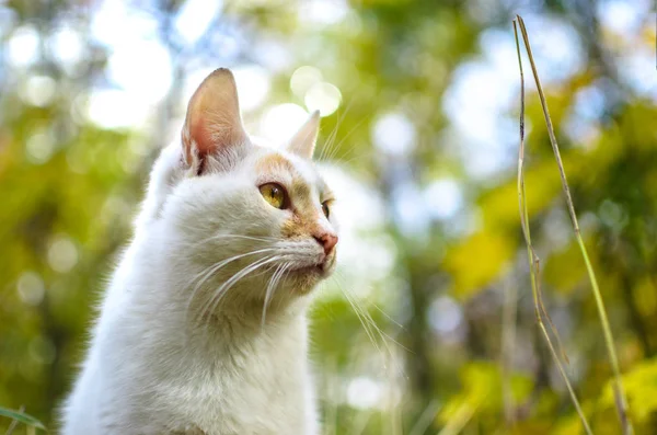 緑の芝生と青空を背景に明るい2色の猫の肖像画 — ストック写真