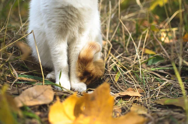 有尾巴的猫爪子 地面上有一片秋叶 — 图库照片