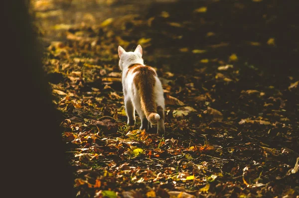 这只猫穿过秋天的树叶走向光明 — 图库照片