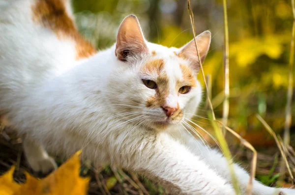Katze Streckt Foto Auf Gras Hintergrund — Stockfoto