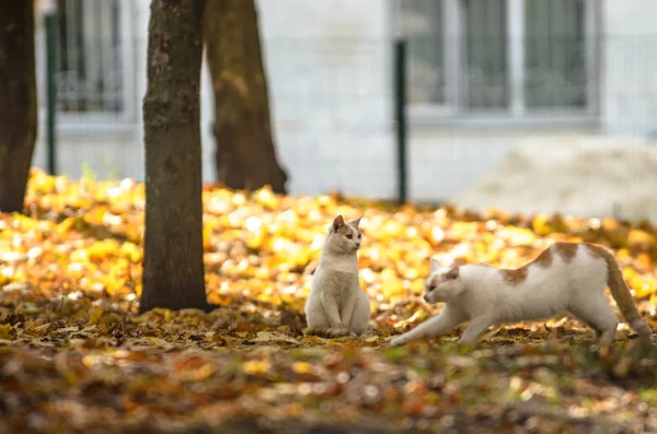 Deux Frères Chats Sur Fond Lumineux Automne — Photo