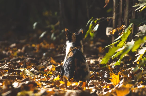 Calico Katze Sitzt Auf Herbstblättern Auf Dunklem Hintergrund — Stockfoto