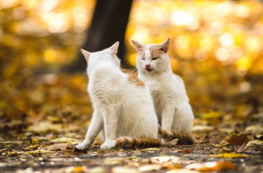 Kedi sonbahar arka planında kediye bakar.
