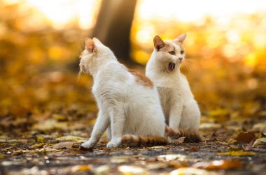 Bir kedi, sonbahar arka planında portakal yapraklarıyla yan yana esniyor.